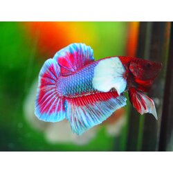 HMPK DUMBO MALE GRADE A +++