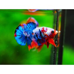 HMPK KOI GALAXY MALE GRADE A +++