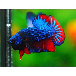 HMPK FANCY MALE GRADE A +++