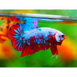 HMPK KOI GALAXY MALE GRADE A +++