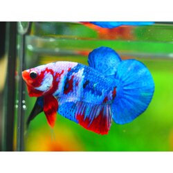 HMPK KOI GALAXY MALE GRADE A +++