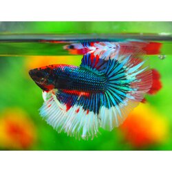 HM FANCY MALE GRADE A +++