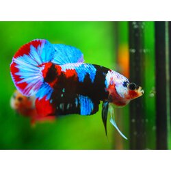 HMPK KOI GALAXY MALE GRADE A++