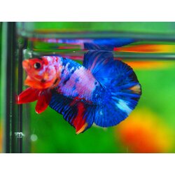 HMPK KOI GALAXY MALE GRADE A++