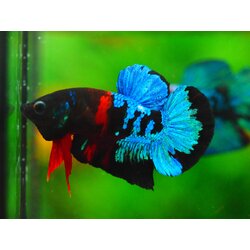 HMPK KOI GALAXY MALE GRADE A +++