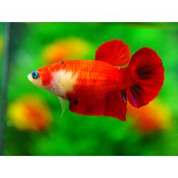 HMPK KOI FN MALE GRADE A +++