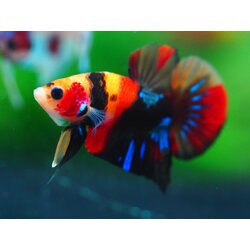 HMPK NEMO GALAXY MALE GRADE A +++