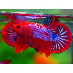 HMPK FANCY MALE GRADE A +++