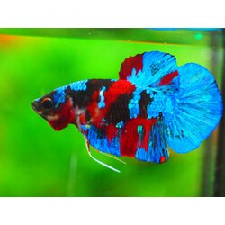 HMPK KOI GALAXY MALE GRADE A +++