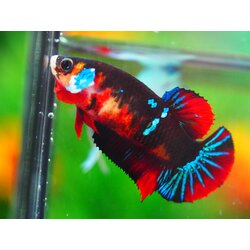 HMPK KOI GALAXY FNMALE GRADE A +++