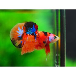 HMPK NEMO GALAXY MALE GRADE A++