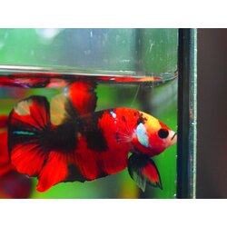 HMPK KOI GALAXY MALE GRADE A +++