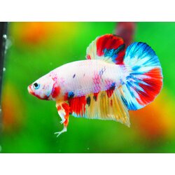 HMPK KOI FANCY MALE GRADE A +++