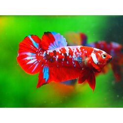 HMPK KOI GALAXY MALE GRADE A +++