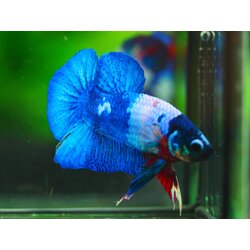 HMPK KOI FANCY MALE GRADE A +++