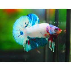 HMPK FANCY MALE GRADE A +++