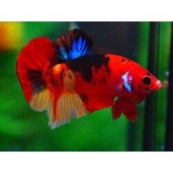 HMPK NEMO GALAXY MALE GRADE A +++