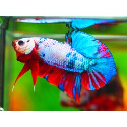 HMPK KOI GALAXY MALE GRADE A +++