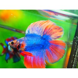 FULLMOON FANCY MALE GRADE A +++