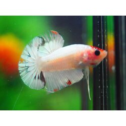 HMPK FANCY MALE GRADE A +++