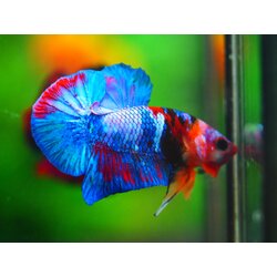 HMPK KOI GALAXY MALE GRADE A++