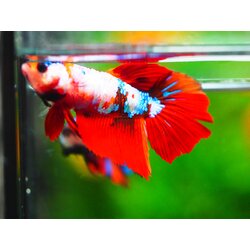 HM NEMO GALAXY FNMALE GRADE A +++