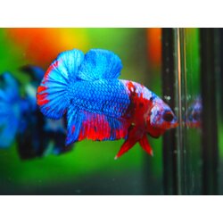 HMPK KOI GALAXY MALE GRADE A +++