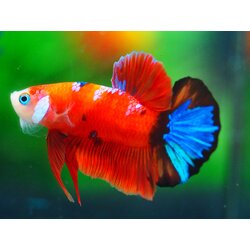 HMPK NEMO GALAXY MALE GRADE A +++