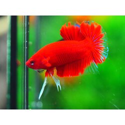 HMPK RED MALE GRADE A +++