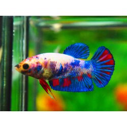 HMPK KOI GALAXY FN MALE GRADE A +++