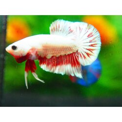 HMPK COPPER FANCY MALE GRADE A +++