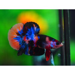 HMPK NEMO GALAXY MALE GRADE A++