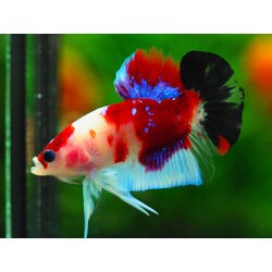 HMPK KOI GALAXY MALE GRADE A +++