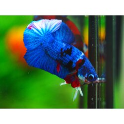 HMPK KOI GALAXY MALE GRADE A +++