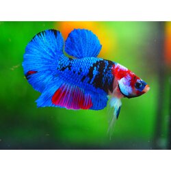 HMPK KOI GALAXY MALE GRADE A +++