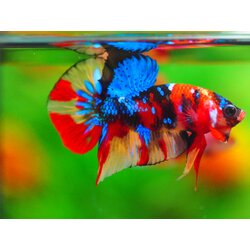 HMPK NEMO GALAXY MALE GRADE A +++