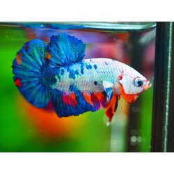 HMPK KOI FANCY MALE GRADE A +++