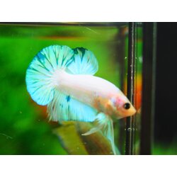 HMPK FANCY MALE GRADE A +++