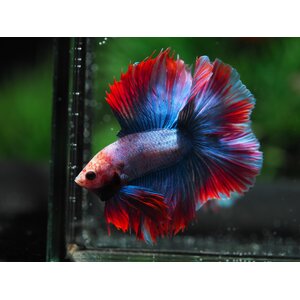 ฮาฟมูนสองหาง FULLMOON