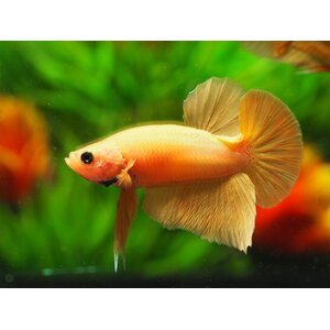 ปลากัดสีเดี่ยว ขาว ดำ แดง เหลือง เขียว ทอง