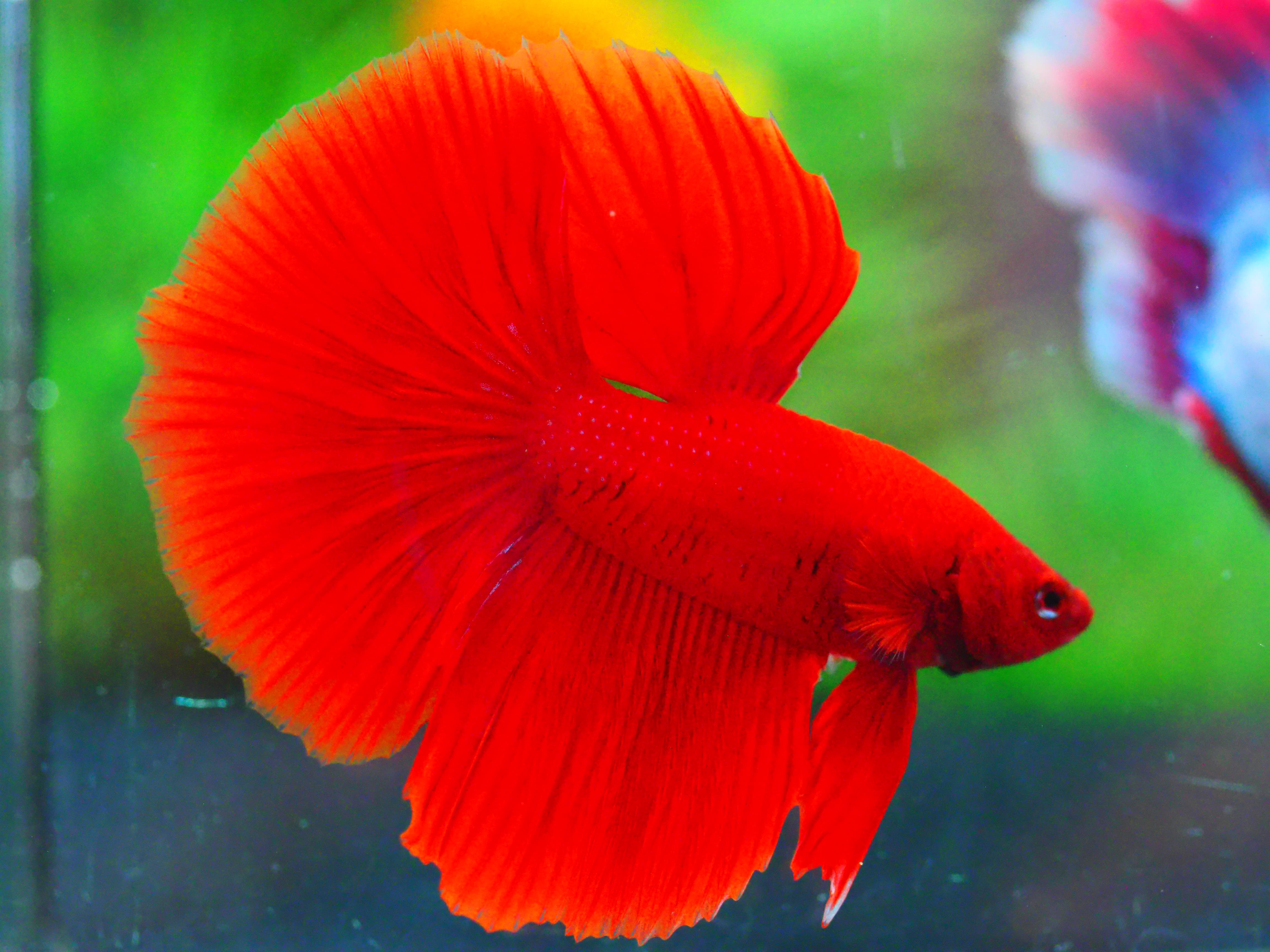 HM RED MALE GRADE A +++