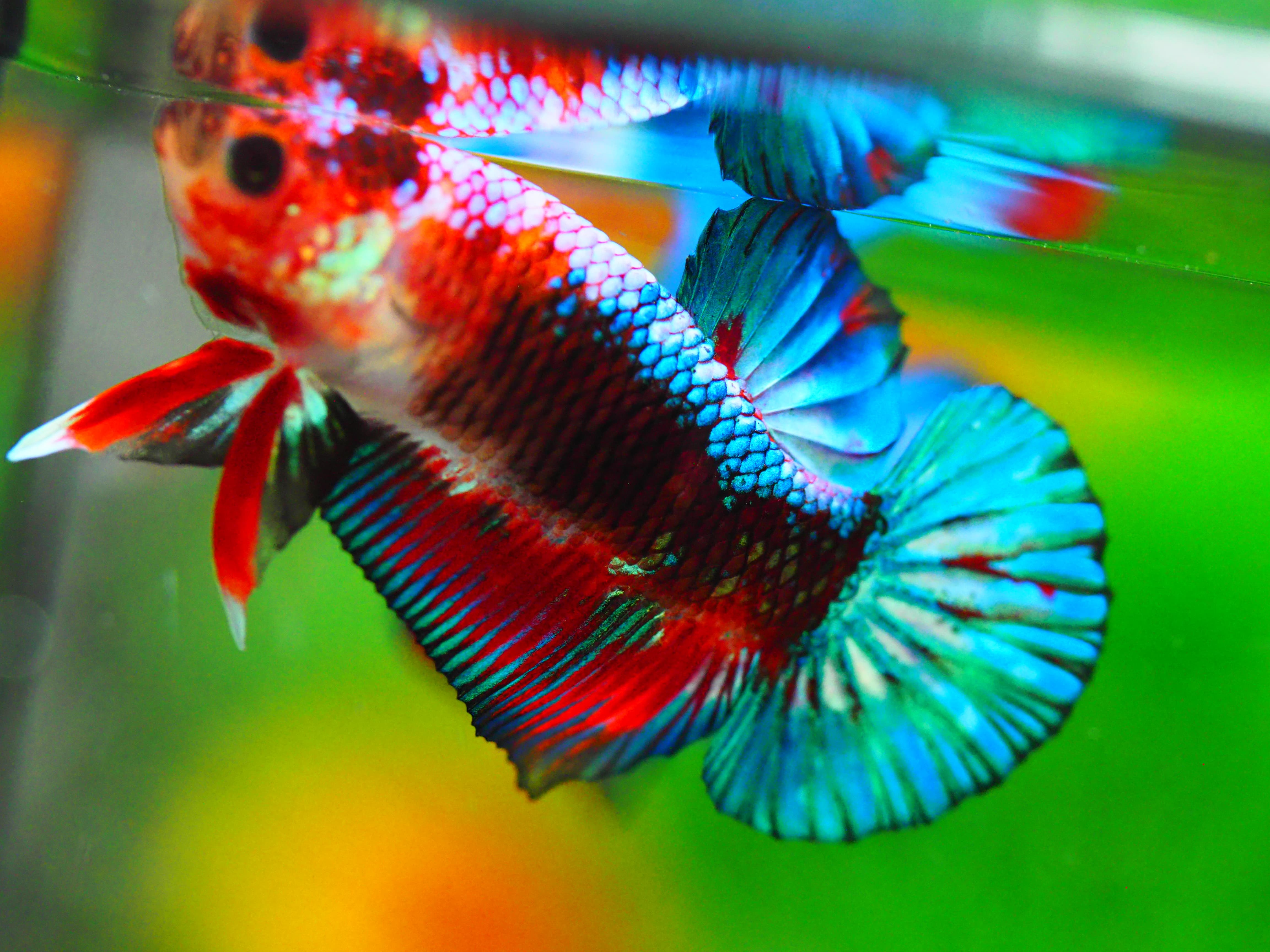 HMPK FANCY MALE GRADE A +++