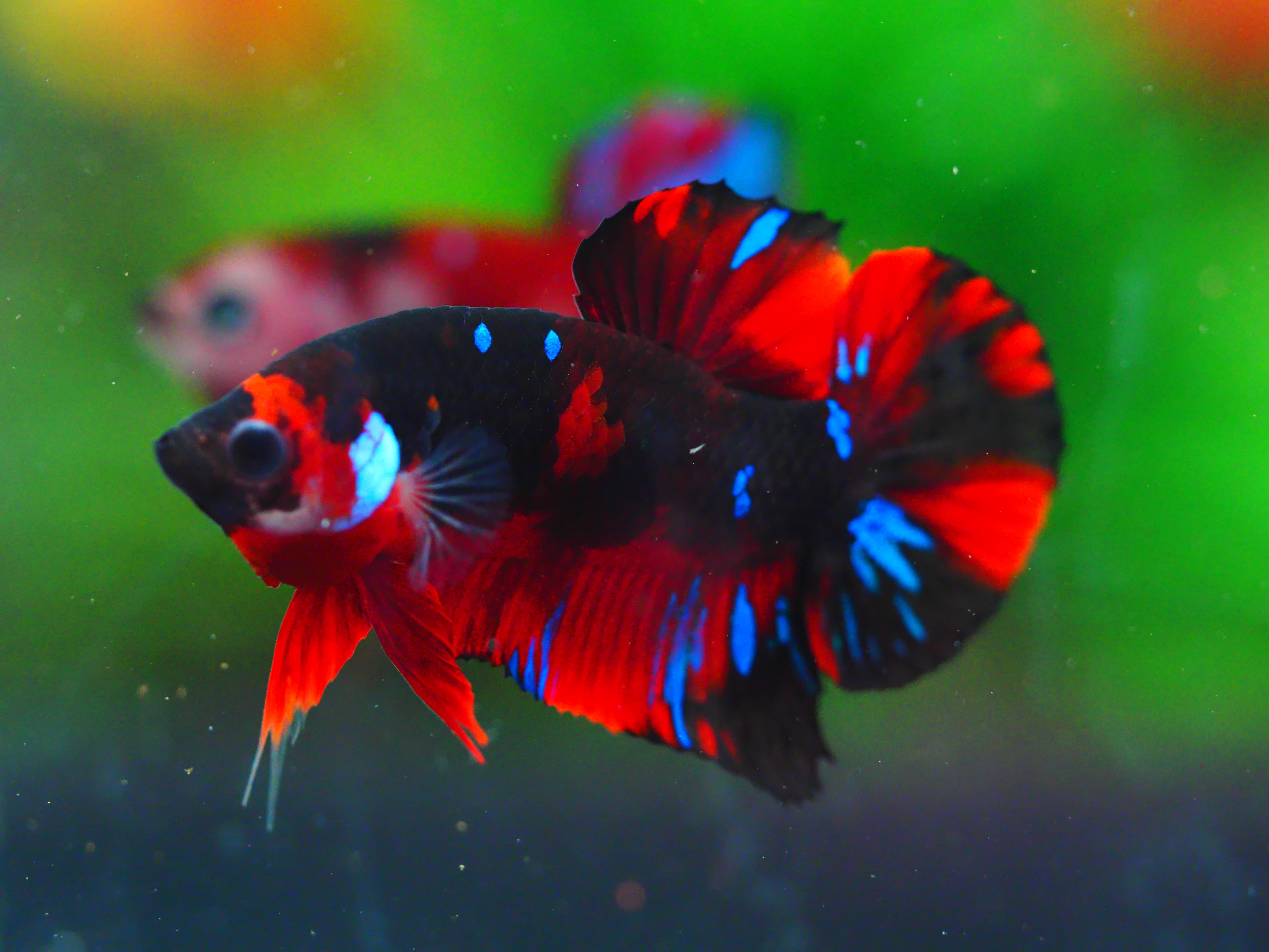 HMPK KOI GALAXY MALE GRADE A +++
