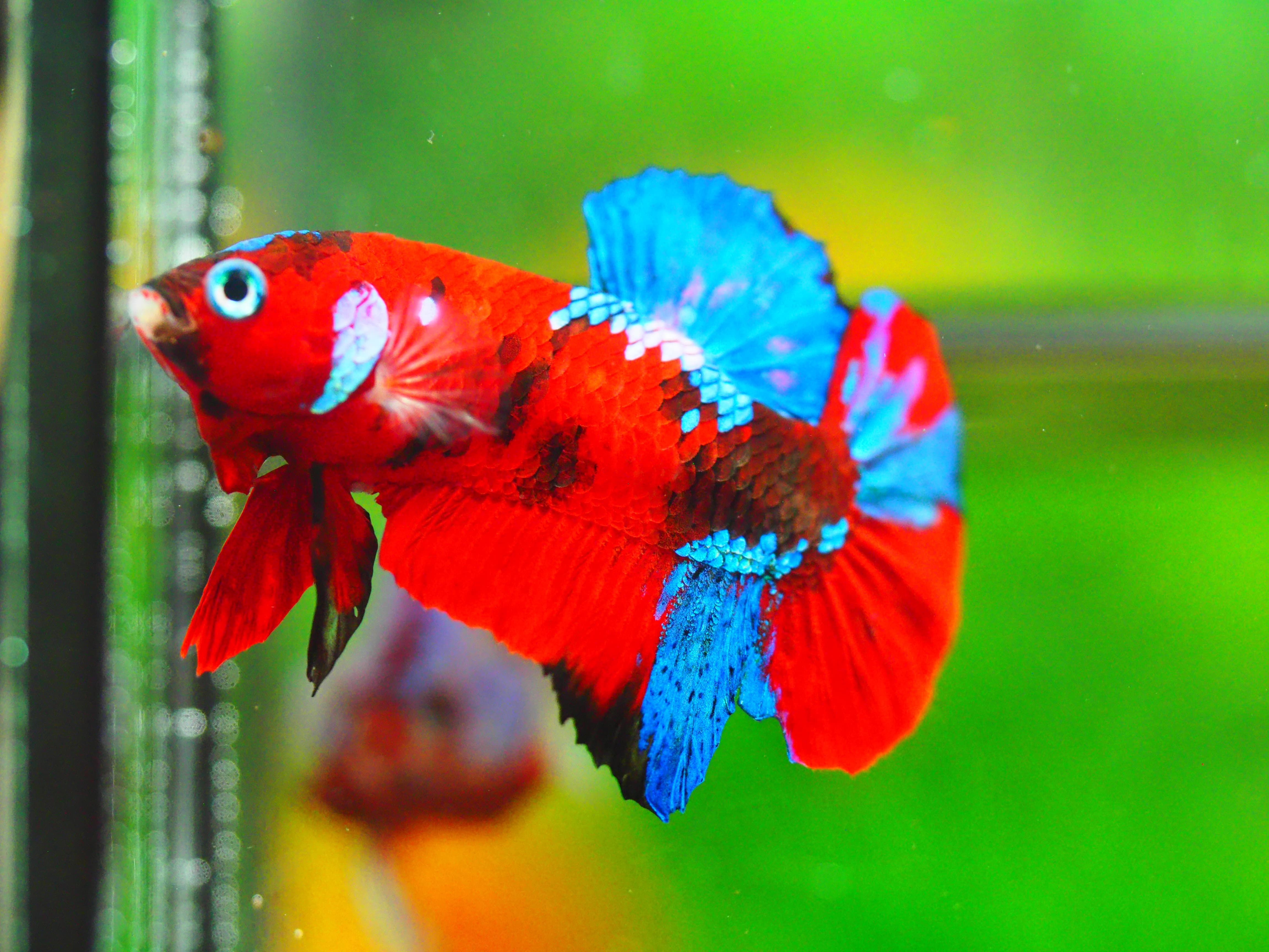 HMPK KOI GALAXY MALE GRADE A +++