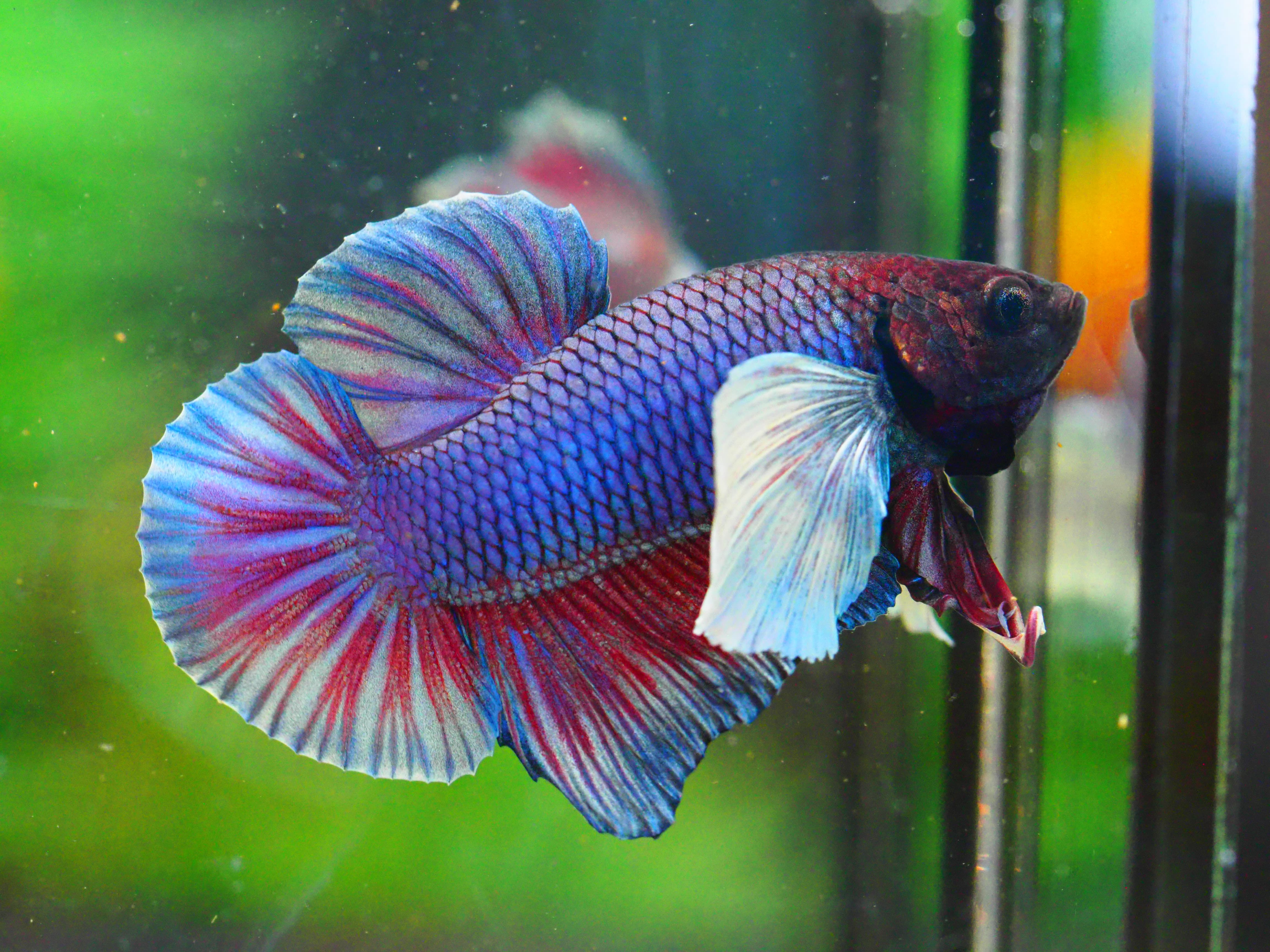 HMPK DUMBO MALE GRADE A +++