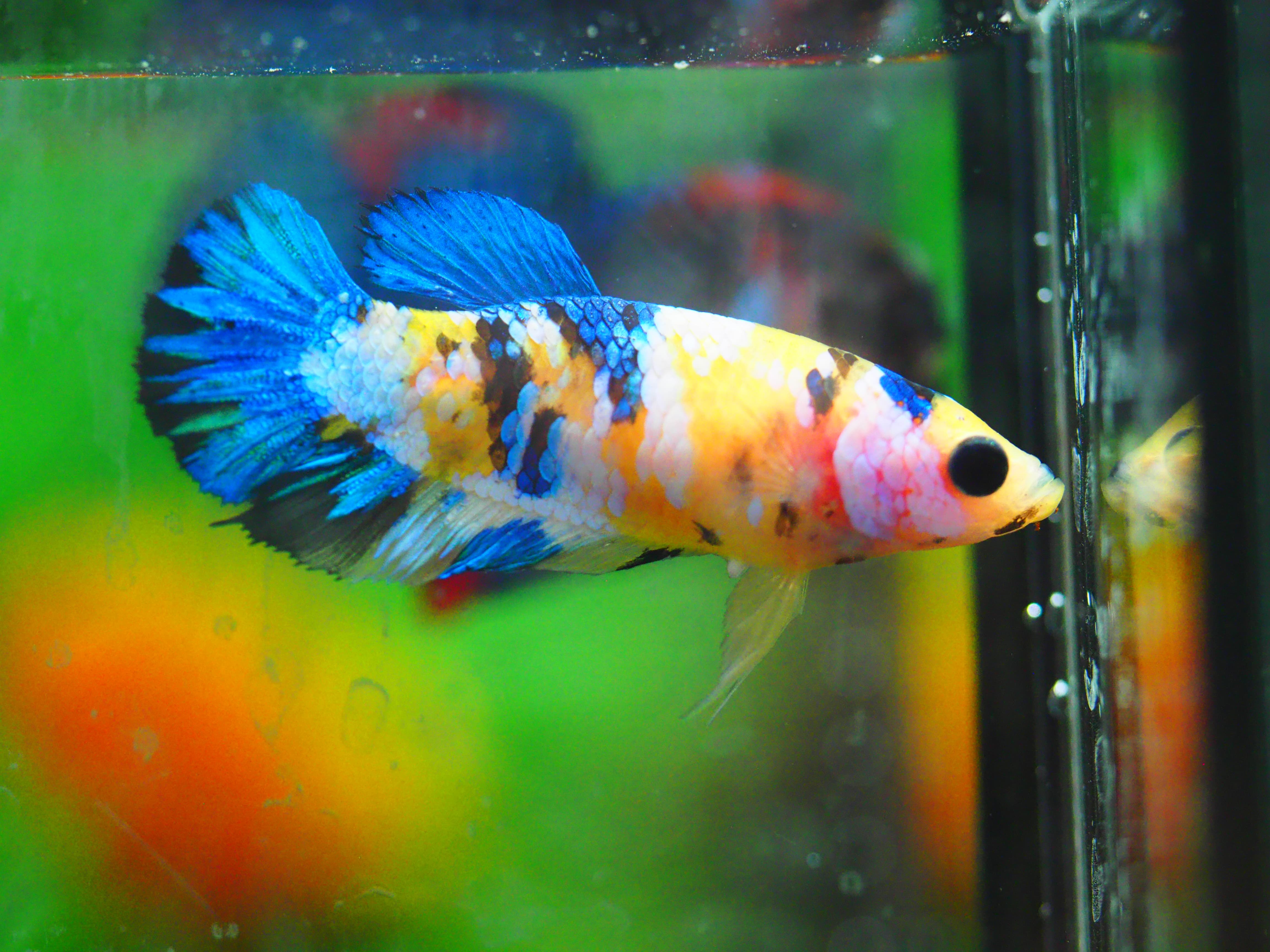 HMPK KOI GALAXY FNMALE GRADE A +++