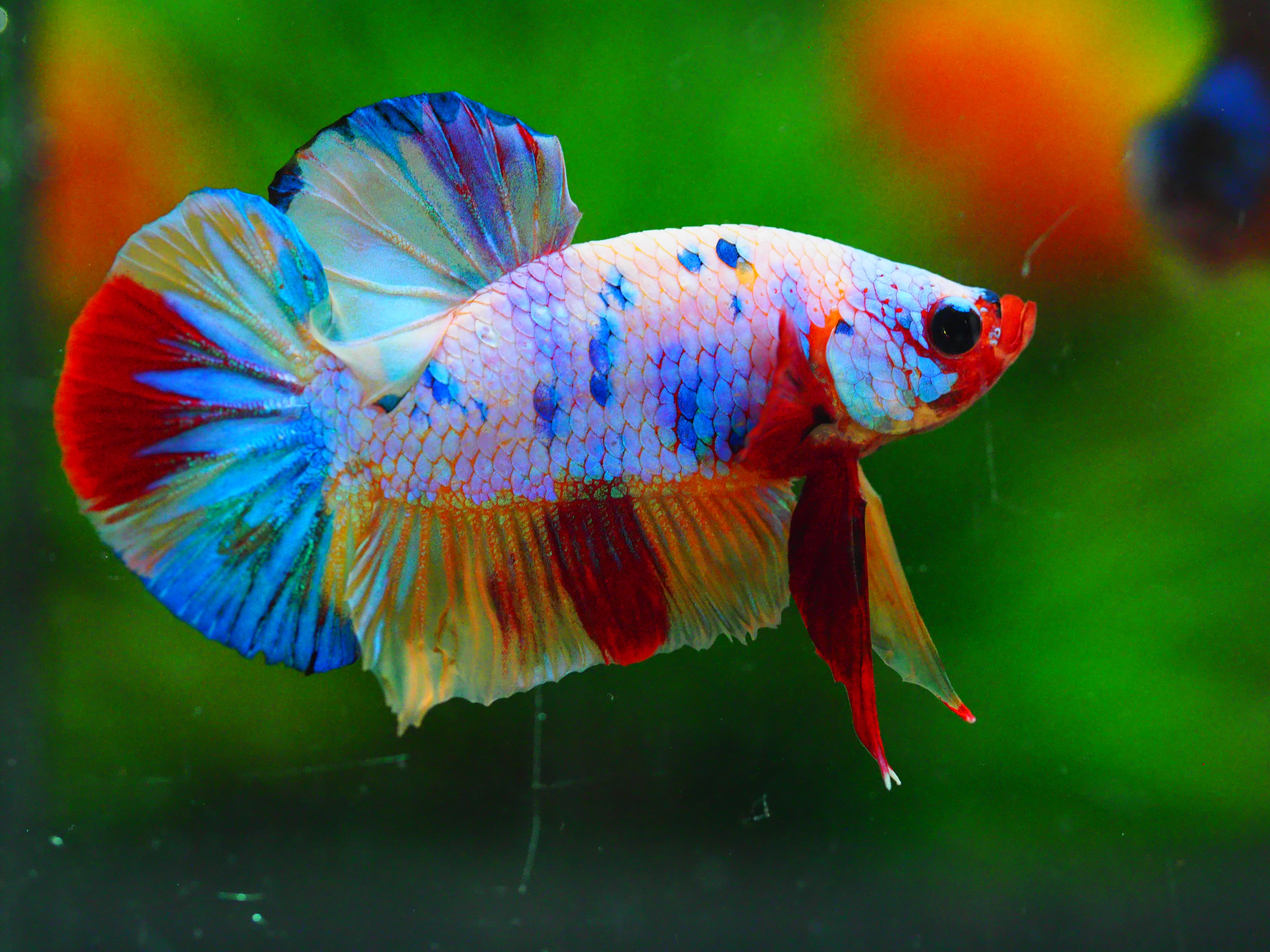 HMPK CANDY MALE GRADE A +++