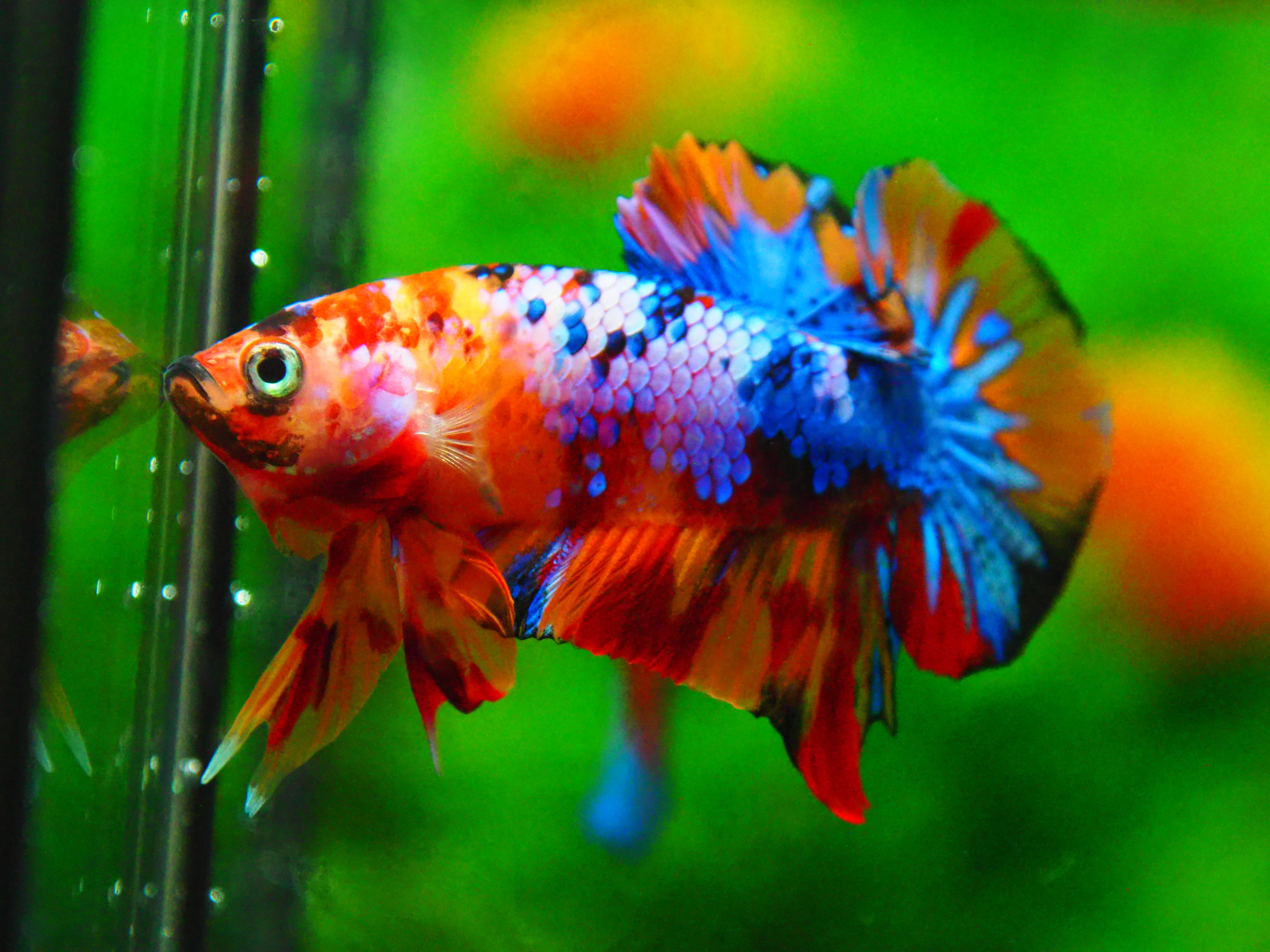 HMPK NEMO GALAXY MALE GRADE A +++