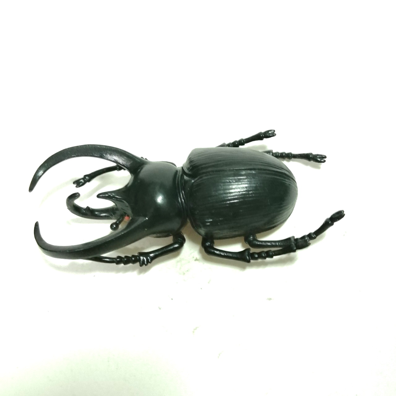 ชุดแมลงยางตัน ด้วงสามเขา ขนาดตามรูป สภาพดี