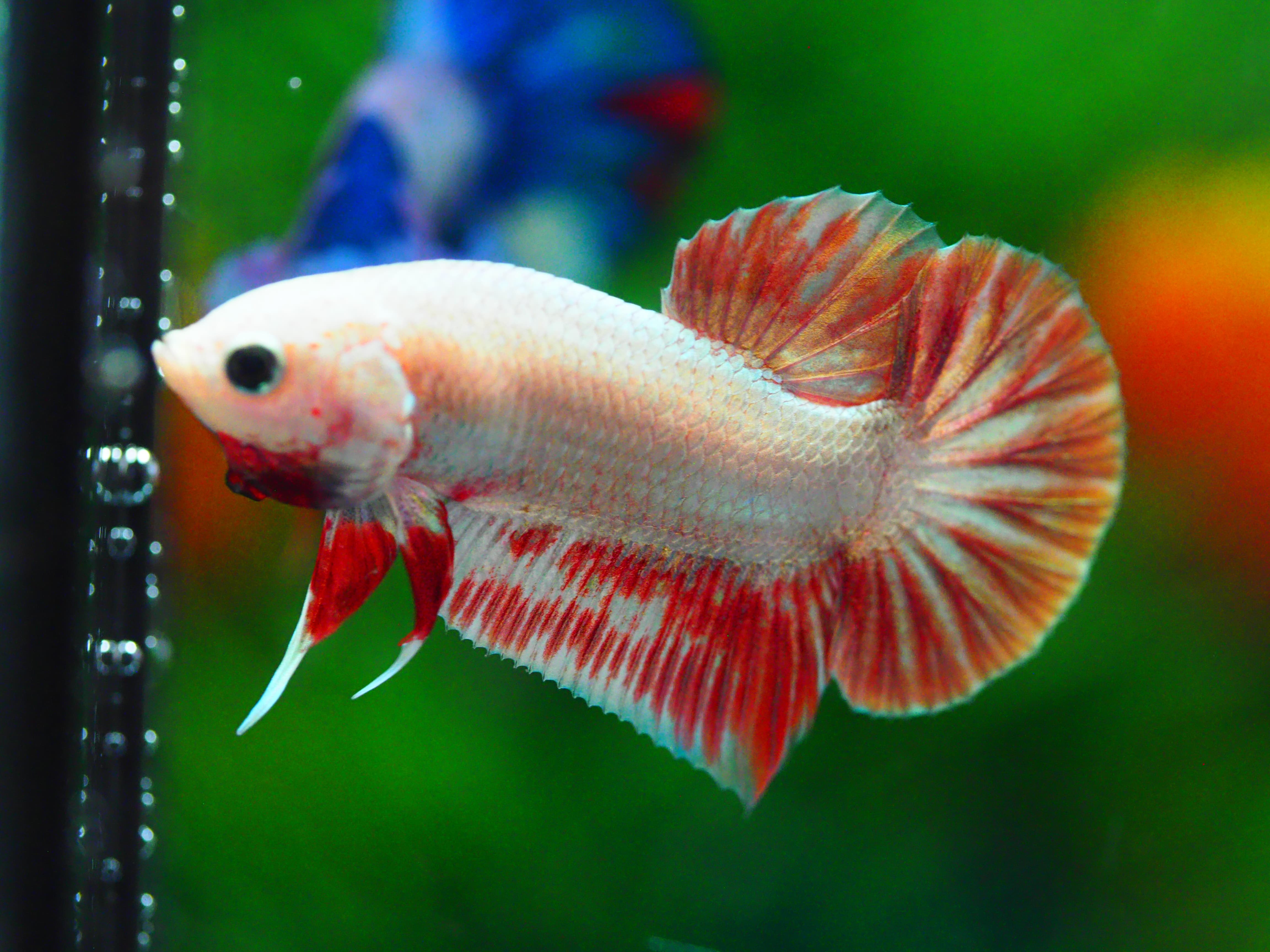 HMPK COPPER RED MALE GRADE A +++
